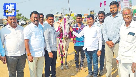 Khillar Cattle Exhibition at Kharsundi Atpadi