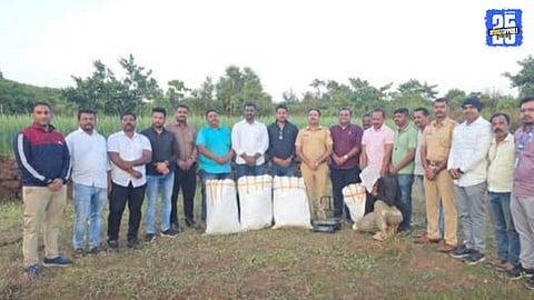 Cannabis Worth ₹12.5 Lakh Seized from Agricultural Land in Satara