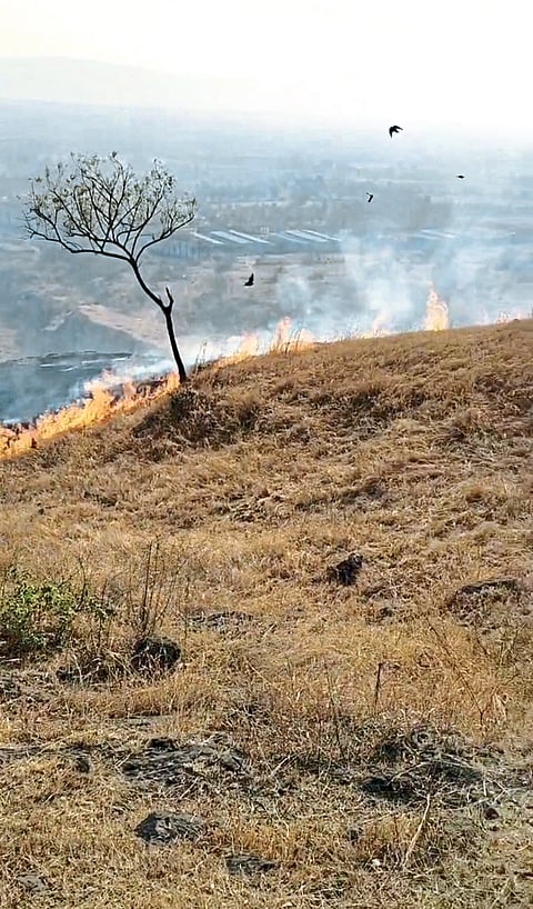 वणव्यांमुळे जनावरांच्या चाऱ्याचा गंभीर प्रश्न