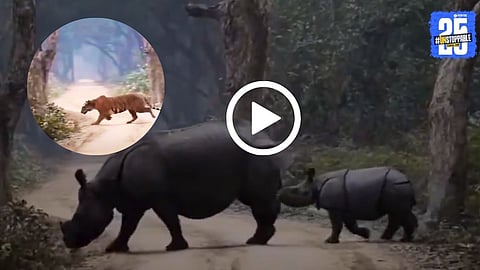 Rare Wildlife Moment Captured in Dudhwa National Park