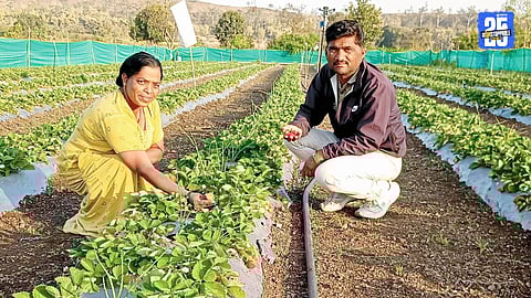 Innovative Farming Brings Profit to Ghanvatwadi Farmers