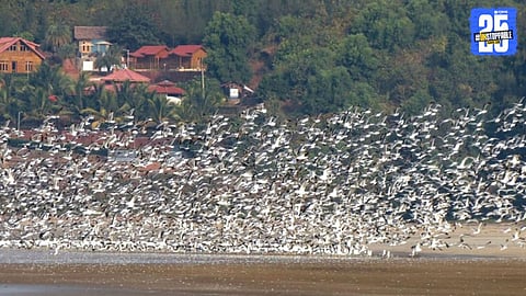 Konkan’s Sky Alive with Colours: A Haven of Bird Diversity