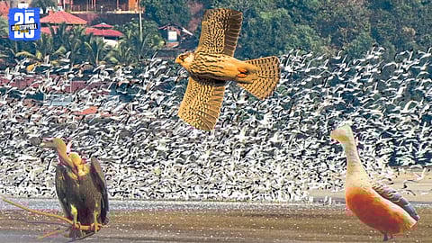 Migratory and resident birds spotted across Konkan’s wetlan