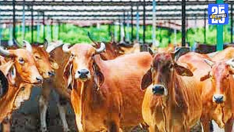 Lumpy and Other Diseases Hit Cattle as Veterinary System Struggles