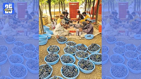black jumbo Grapes Export