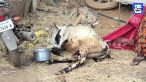 Mysterious Contagious Disease Kills Cattle in Mokhada Villages