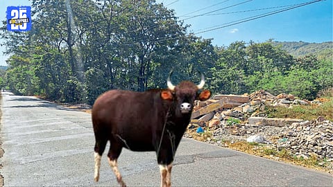 Forest Department site selected for iron fencing to prevent gaur crossings on highways.
