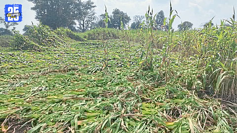 Unseasonal rain flattens jowar crops in Belagavi taluka, leaving farmers distressed.