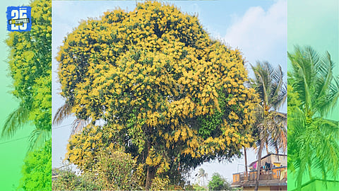 Members of Atpadi Nagar Panchayat amid intense political discussions