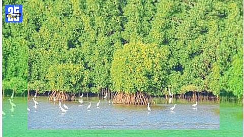 Mangrove forests along the Ratnagiri coast play a vital role in coastal protection and biodiversity.
