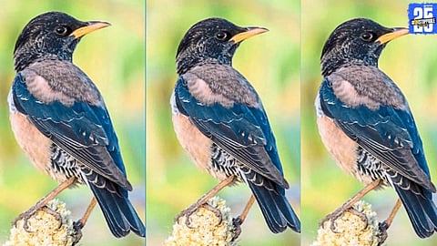 The European migratory ‘Bhordi’ bird spotted resting in the Balaghat grasslands of Ahmedpur.