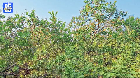 Cashew and mango blossoms wilt under rising heat and cloudy conditions in Dodamarg.