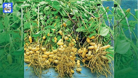 Farmers prepare fields for summer groundnut sowing amid uncertainty over seed availability.