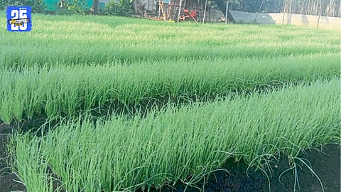 Farmers planting late-season onion saplings in agricultural fields of Nipani region.