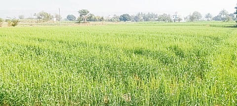 जुन्नरच्या पूर्व भागात 
गव्हाचे पीक जोमात