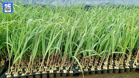 Farmers inspect sugarcane seedlings at a nursery amid rising demand.