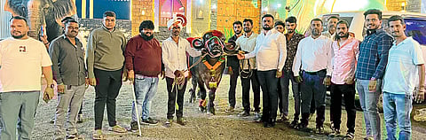 मावळात २.३० लाखांची म्हैस खरेदीने गावात जल्लोष