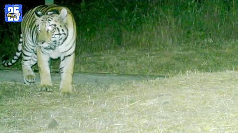 Tigress Tara spotted roaming freely near the Chandoli wildlife tourism route, raising alert among locals.