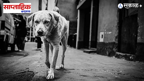 Stray dog problem India