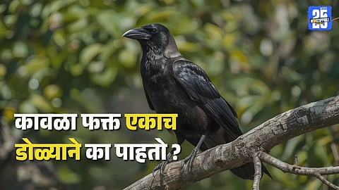 crows look with only one eye scientific reason monocular vision: