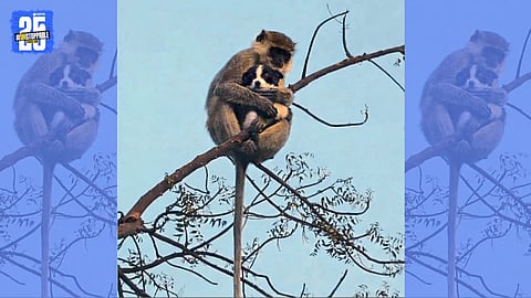 monkey and dog puppy