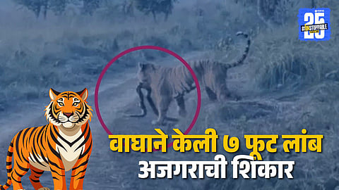 tiger hunted 7 foot long python