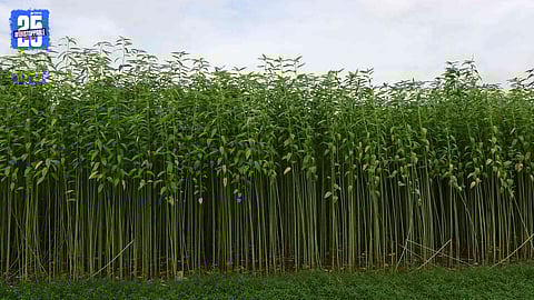 Farmers sowing jute as a green manure crop to improve soil fertility in Walwa taluka.