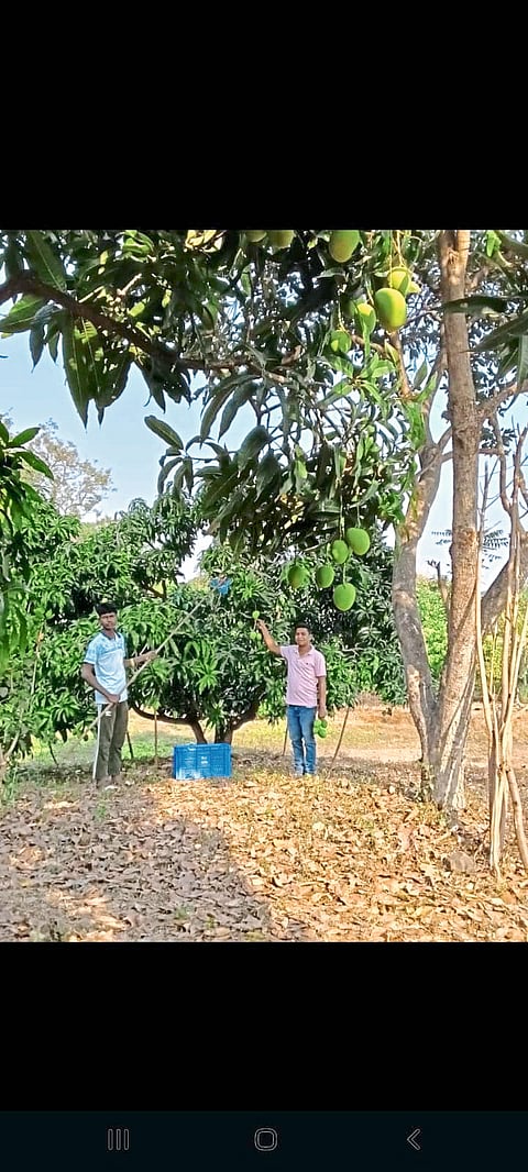 अलिबागच्या हापूसची पेटी एपीएमसी बाजारात दाखल