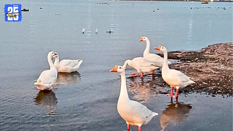 Swans at Rankala Lake amid concerns over disease and bird deaths.