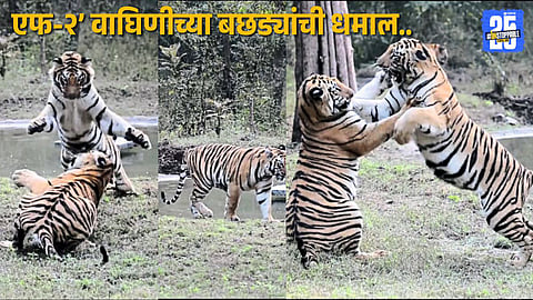 Playful cubs of F-2 tigress spotted during safari near Gothangaon gate, thrilling tourists.