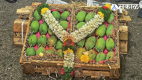 Hapus Mango in Pune Market yard