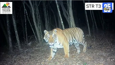 Tigers Mark Territory in Chandoli–Koyna Forest