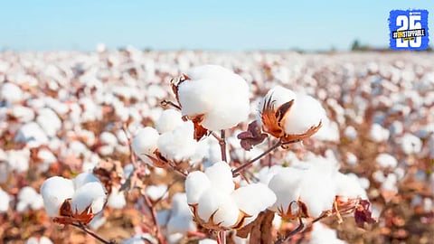 Cotton Production