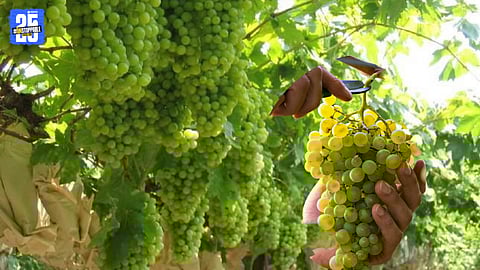 Grape vineyards in Sangli region affected by unseasonal rainfall and moisture.