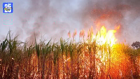 Farmers burn standing sugarcane crop during protest over blocked farm road access.