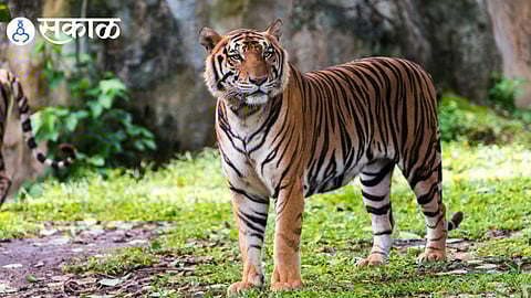 AI-Generated Tiger Video Creates Panic in Karad