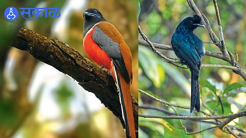 Rare Malabar Trogon and Drongo birds spotted in Bhudargad forest region of Western Ghats.