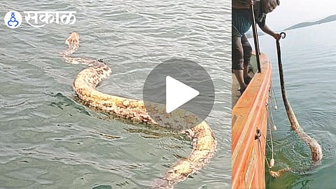 Rare Indian Rock Python