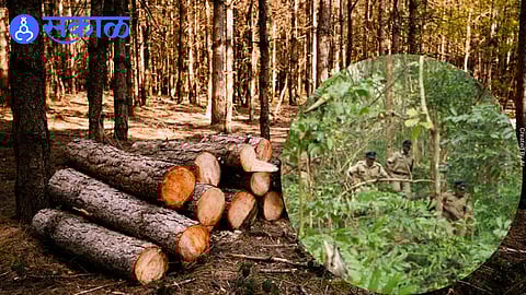 Forest department premises where sandalwood trees were allegedly cut and stolen.