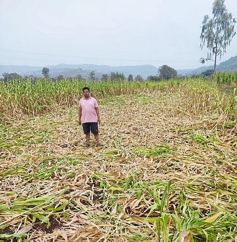 ढेबेवाडी शाळूची शिवारेच्या शिवारे रातोरात आडवी