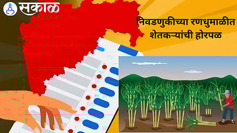 A sugarcane field burning in Palus taluka as farmers struggle to harvest a