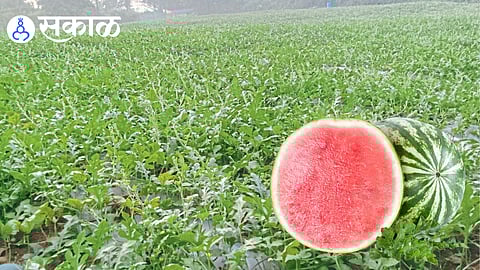 Farmers harvesting fresh watermelons in Pat village, Sindhudurg district.