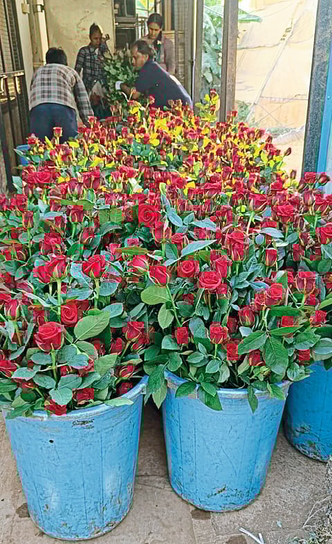 ‘व्हॅलेन्टाईन डे’साठी गुलाबाची निर्यात सुरू
