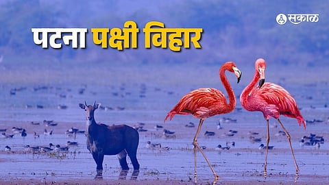 Patna Bird Sanctuary in Etah