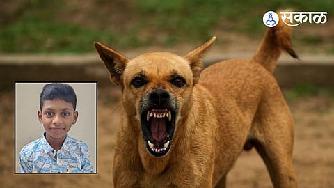 Stray Dog Attack in karjat