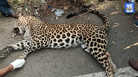 Young Leopard Killed by Unknown Vehicle, Forest Department Probes