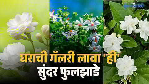 Flowering Plants Are Perfect for Spring Home Decor