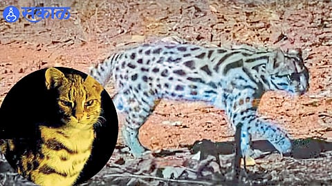 A rare leopard cat captured on a camera trap deep inside the Sahyadri forest.