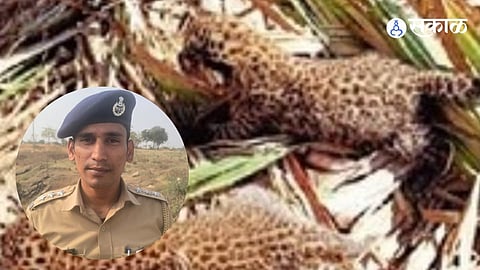 leopard like animal found near Mohol identified as wild cat