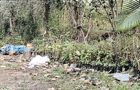 मोशी प्राधिकरणात असंख्य देशी रोपे मरणासन्न